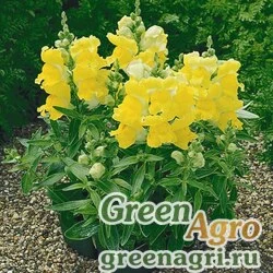 Семена Львиный зев (Антирринум) большой (Antirrhinum majus) "Chimes F1" (yellow) raw Произв. 1000 шт.