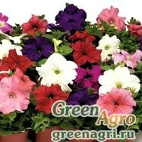 Семена Петуния крупноцветковая (Petunia grandiflora) "Bravo F1" (formula mix) raw 5000 шт.