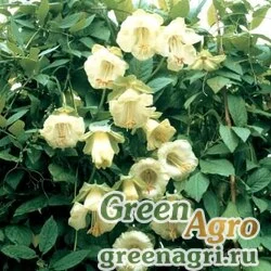 Кобея лазающая (Cobaea scandens) (white) 15 гр.