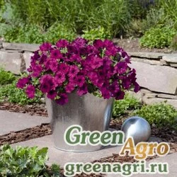 Семена Петуния ампельная гибридная Petunia х hybrida Success F1 Violet Pelleted 500