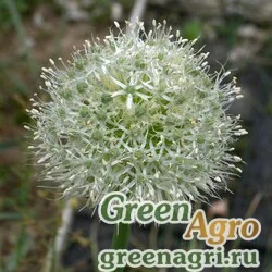 Семена Лук алтайский ф.сизая (Allium altaicum f.glauca) 4 гр.