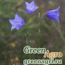 Семена Колокольчик персиколистный (Campanula persicifolia) (blue) 20 гр.