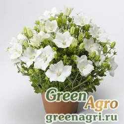 Семена Колокольчик карпатский (Campanula carpatica) "Pristar" (white) raw 1000 шт.