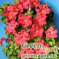 Семена Петуния крупноцветковая (Petunia grandiflora) "Aphrodita F1" (salmon) pelleted 1000 шт.
