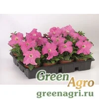Семена Петуния крупноцветковая (Petunia grandiflora) "Bravo F1" (pink) raw 5000 шт.