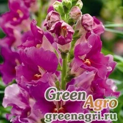 Семена Львиный зев (Антирринум) большой (Antirrhinum majus) "La Bella F1" (lavender) raw Произв. 1000 шт.