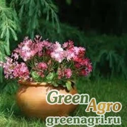 Семена Левизия (Lewisia cotyledon) "Special Mix" (mix) apex 100 шт.
