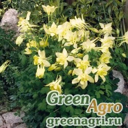 Семена Аквилегия гибридная (Aquilegia hybrida) "Spring Magic" (rose & ivory) raw 100 шт.