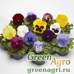 Семена Виола Виттрока (Viola wittrockiana) "Fino F1" (mix) raw 1000 шт.