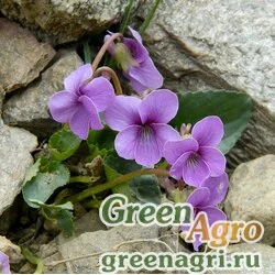 Семена Фиалка сомхетская (Viola somchetica) 1 гр.