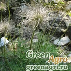 Семена Прострел Галлера (Pulsatilla halleri) 4 гр.