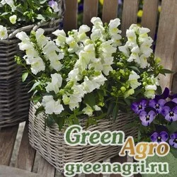 Семена Львиный зев (Антирринум) большой (Antirrhinum majus) "Chimes F1" (white) raw Произв. 1000 шт.