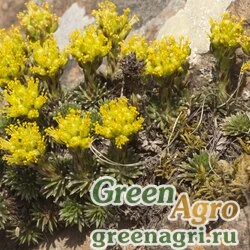 Камнеломка можжевельниколистная (Saxifraga juniperifolia) 0,3 гр.