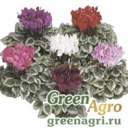 Семена Цикламен персидский (Cyclamen persicum) "Silverado f1" (mix) raw 100 шт.