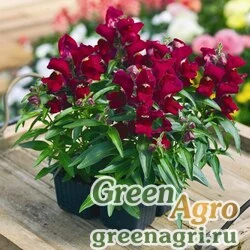 Семена Львиный зев (Антирринум) большой (Antirrhinum majus) "Chimes F1" (red) raw Произв. 1000 шт.