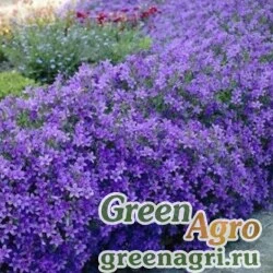 Семена Колокольчик Портеншлага (Campanula portenschlagiana) "Clockwise F1" (deep blue) raw 100 шт.