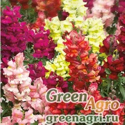 Семена Львиный зев (Антирринум) большой (Antirrhinum majus) "Snaptastic F1" (mix) pelleted 1000 шт.