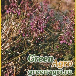 Семена Лук метельчатый (Allium paniculatum) 3 гр.