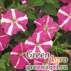 Семена Петуния мелкоцветковая (Petunia milliflora) "Picobella F1" (rose star) pelleted 100 шт.