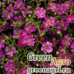 Семена Гипсофила изящная (Gypsophila elegans) (crimson) 100 гр.