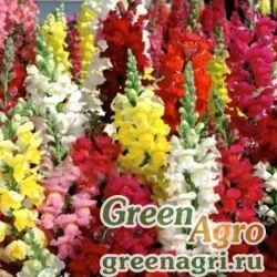 Семена Львиный зев (Антирринум) большой (Antirrhinum majus) "Overture F1" (mix) raw Произв. 1000 шт.