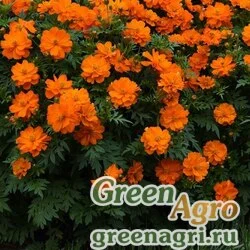 Семена Космея сернисто-желтая (Cosmos sulphureus) "Mandarin" (deep orange) raw 1000 шт.