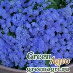Семена Агератум мексиканский (Ageratum houstonianum) "Atlantic improved f1" 1 гр.