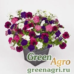 Семена Петуния ампельная гибридная Petunia х hybrida Success F1 Twilight Mix Pelleted 500