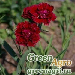 Семена Гвоздика гибридная (Dianthus hybrida) "Fandango F1" (crimson) 1000 шт.
