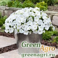 Семена Петуния ампельная гибридная Petunia х hybrida Success F1 White Pelleted 500