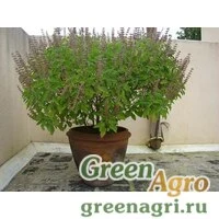 Семена Базилик священный (Ocimum sanctum) 20 гр.