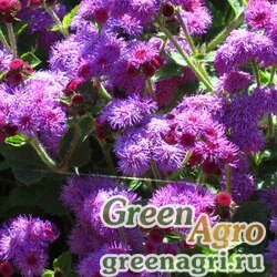 Семена Агератум мексиканский (Ageratum houstonianum) "North Sea F1" 0.1 гр.