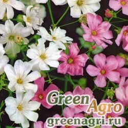 Семена Гипсофила изящная (Gypsophila elegans) (mixed) 150 гр.