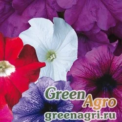 Семена Петуния крупноцветковая (Petunia grandiflora) "Donna F1" (full mixed) raw 1000 шт.