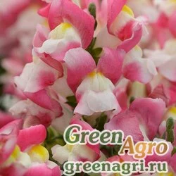 Семена Львиный зев (Антирринум) большой (Antirrhinum majus) "Snapshot F1" (coral bicolor) raw 250 шт.