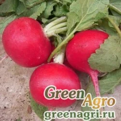 Семена Редька/Дайкон Мисато Ред 50 гр.
