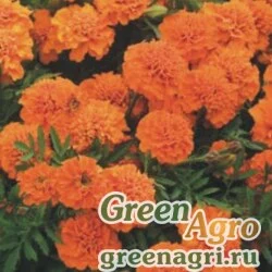 Семена Бархатцы отклоненные (Tagetes patula) "Champion" (orange) 15 гр.