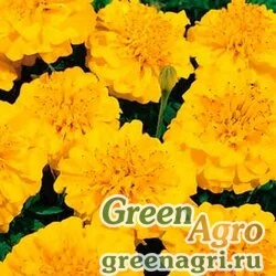 Семена Бархатцы отклоненные (Tagetes patula) "Champion" (gold) 15 гр.