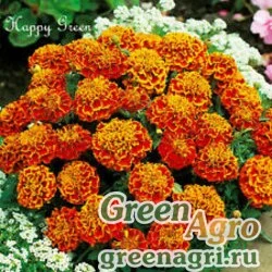 Семена Бархатцы отклоненные (Tagetes patula) "Brocade" (cordoba) 100 гр.