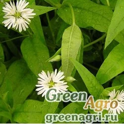 Семена Бахромчатолепестник лучистый (Fimbripetalum radians) 3.5 гр.