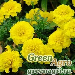 Семена Бархатцы отклоненные (Tagetes patula) "Bonanza" (yellow) detailed 1000 шт.