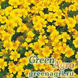 Семена Бархатцы тонколистные (Tagetes tenuifolia) "Gem" (golden) 20 гр.