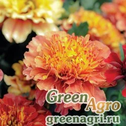 Семена Бархатцы отклоненные (Tagetes patula) "Strawberry Blonde" detailed 1000 шт.