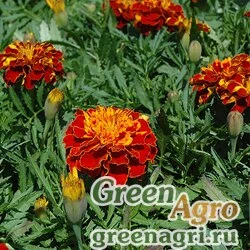 Семена Бархатцы отклоненные (Tagetes patula) "Bonanza" (harmony) detailed 1000 шт.