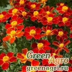Семена Бархатцы тонколистные (Tagetes tenuifolia) "Gem" (red) 20 гр.