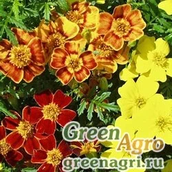 Семена Бархатцы тонколистные (Tagetes tenuifolia) "Gem" (lemon) 20 гр.