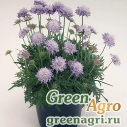 Семена Скабиоза японская Ритц Блю 1000шт