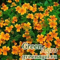 Семена Бархатцы тонколистные (Tagetes tenuifolia) "Gem" (orange) 20 гр.