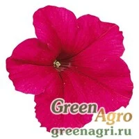 Семена Петуния грандифлора Фалькон Дип Роуз 1000драже
