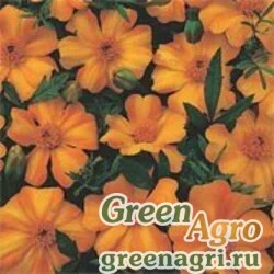 Семена Бархатцы отклоненные (Tagetes patula) "La Bamba" (yellow orange) 6 гр.